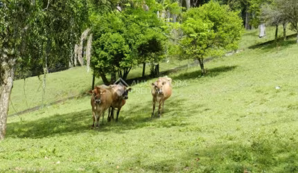 Fazenda à venda na Rua Elio Soares Gayer, 630, São Jorge, Novo Hamburgo, 98134 m2 por R$ 945.000