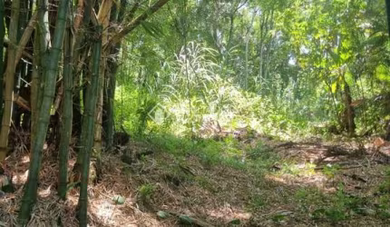 Terreno à venda na Rua Intendente Antônio Damasco, 448, Ratones, Florianópolis, 5713 m2 por R$ 3.000.000