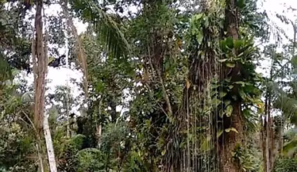 Chácara Estrada das Praias - Paranaguá - Pontal do Paraná