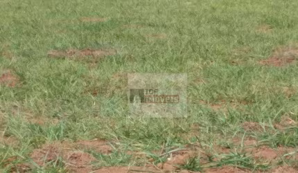 Terreno residencial à venda, Pacaembu, Americana.