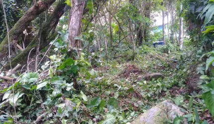 Terreno - Praia da Solidão - Florianópolis - SC