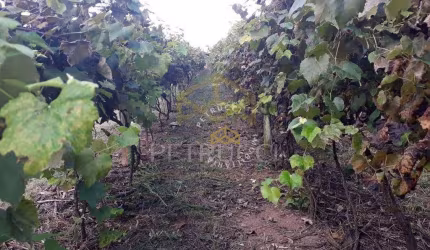 Chácara com 3 dormitórios à venda, 24000 m² por R$ 1.500.000,00 - Condomínio Jardim Paulista II - Vinhedo/SP
