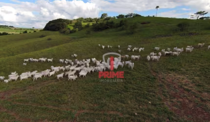 Fazenda à venda em Uraí no Paraná.  Hoje na pecuária, com 15 alqueires na lavoura, casa de alvenaria simples, mangueira, bem localizada, apenas 3 km d