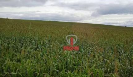 Fazenda à venda em Porecatu no Paraná. Com 40 alqueires, sendo 37 alqueires plantado num quadro somente, topografia plana. Valor da venda R$ 12.000