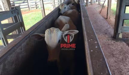 Fazenda à venda em Umuarama no Paraná.   - Somente 16 Km da cidade, estrada toda cascalhada.