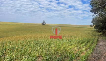 Sítio à venda em Bela Vista do Paraíso no Paraná. Próximo Villa gandhi com 11 alqueires, 10,5 de plantando, 4 km do asfalto, topografia leve ondulada.