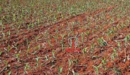 Fazenda à venda em Manoel Ribas no Paraná. Com 53 alqueires sendo 14 alqueires com plantio, mangueira, reserva localizada, pasto reformado.  Aceita pr