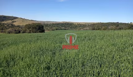 Fazenda à venda em Nova America da Colina no Paraná. Com 50 alqueires sendo 10 alqueires plantado soja e 40 alqueires de pasto.  Casa simples, manguei
