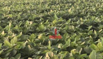 Fazenda à venda em Sapopema no Paraná. Com 144 alqueires sendo 80 alqueires plantando, barração, 2 casas de funcionário, caixa da água pronta para enc