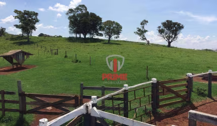 Fazenda à venda em Faxinal no Paraná.   - Com 68 alqueires sendo 23 alqueire de plantio.