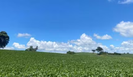 Fazenda à venda em Tamarana no Paraná.   - Com 44,5 alqueires, sendo 25 alqueires de plantio.