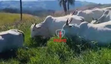 Fazenda à venda em sapopema no Paraná. Com 87 alqueires, formada em pasto, mangueira, casa de funcionário, cercas novas.  R$ 200.000,00 o alqueire --