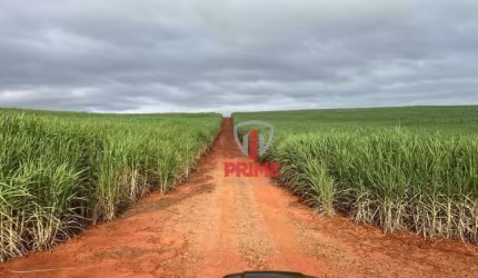 Fazenda à venda, 149 Alqueires - Porecatu/PR