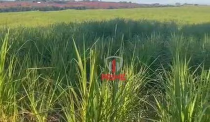 Sítio à venda em Paranavai no Paraná.    - Com 17 alqueires, 16 alqueires de plantio de cana.