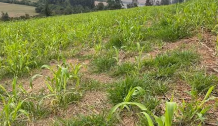 Sítio à venda em Tamarana no PR.   - Com 6.80 alqueires, 5.44 alqueires de plantio, 780m de altitude.
