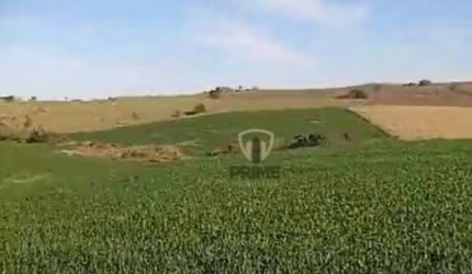 Fazenda à venda em Santo Antônio da Platina no Paraná.   - Com 176 alqueires,  hoje 169 alqueires em trigo, 7 alqueires de mato.