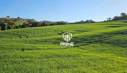 Sitio à venda em Irerê Distrito de Londrina - PR.   - Com 41,5 alqueires sendo 30 de plantio.