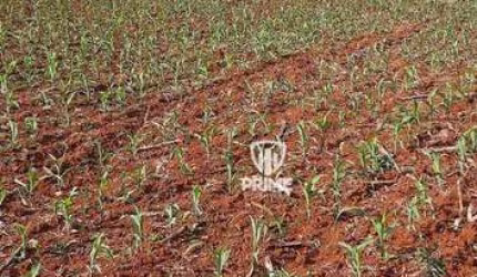 Sitio à venda em Manoel Ribas -PR.   - Com 47 alqueires, sendo 23 de plantio e 16 de pasto.