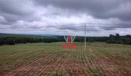 Fazenda à venda em Ponta Grossa no Paraná. Com 14 alqueires, 12 alqueires mecanizado, 2 alqueires de mata, nascente de água, 7Km da rodovia, em ótima