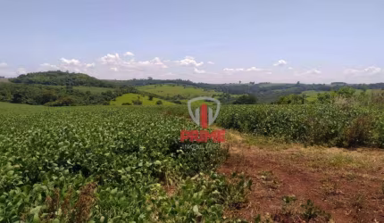 Fazenda à venda em Bela Vista do Paraiso no Paraná. Com 20 Alqueires total e plantando 14 alqueires.