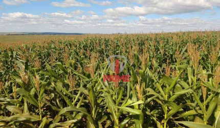 Fazenda à venda em Prado Ferreira no Paraná. Com 560 Alqueires, planta 440 de soja. Topografia plaina, apenas duas matriculas. 27% de argila, barração