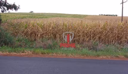 Sítio à venda em Bela Vista do Paraíso. Com 4,5 alqueires, planta inteira, na beira do asfalto.