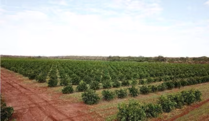 Fazenda de laranja à venda no município de Votuporanga-SP