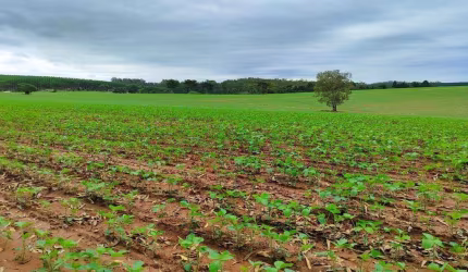 Fazenda à venda, 1282 m² por R$ 15.500.000,00 - Centro - Itapetininga/SP