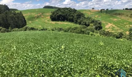 Área a venda terreno Rural para plantio e chácara na Lapa Paraná