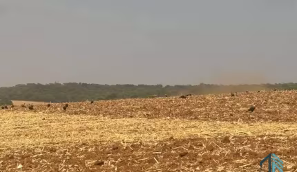 Sítio com área verde e pomar, 14 alqueires, arrendado que planta soja, em Vianópolis Goiânia - GO
