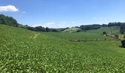Terreno para Venda em Campo Alegre, Avenquinha