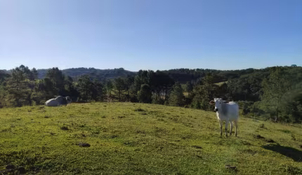 Terreno para Venda em São Bento do Sul, Serra Alta