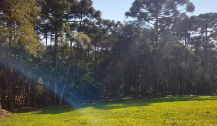 Terreno para Venda em Campo Alegre, Bateias de Baixo