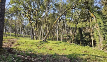 Terreno para Venda em Campo Alegre, Bateias de Baixo