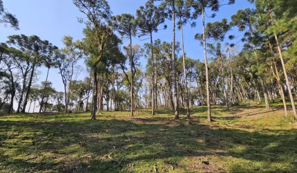 Terreno para Venda em Campo Alegre, Bateias de Baixo
