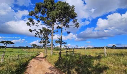 Fazenda para Venda em São Bento do Sul, Rio Vermelho Povoado