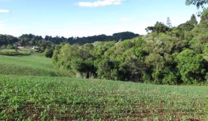 Terreno para Venda em São Bento do Sul, Centenário