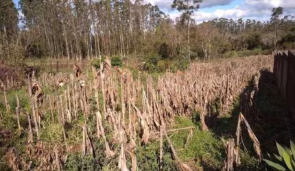 Terreno à venda - no Centro