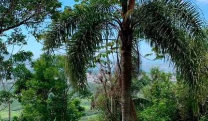 Terreno à venda na Do Galeão, 02, Ambrósio, Garopaba, 2120 m2 por R$ 280.000