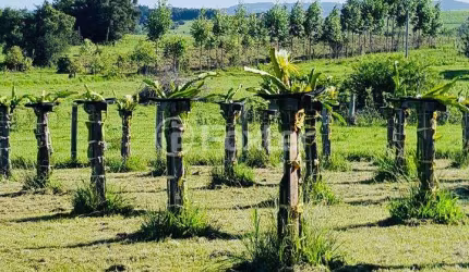Fazenda com 2 salas à venda na Estrada João Lopes, 2790, Rincão São João, Glorinha, 70000 m2 por R$ 535.000