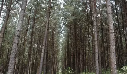 Fazenda à venda, 6000000.00 m2 por R$80000000.00  - Area Rural De Lages - Lages/SC