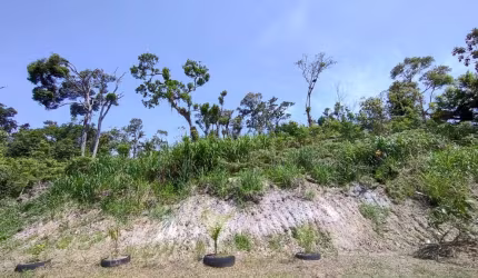 Terreno para Venda em Itanhaém, Umuarama