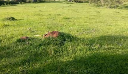 Terreno para Venda em Nazaré Paulista, Mascate