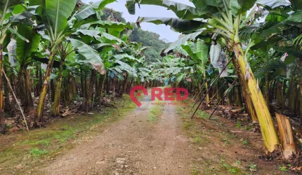 Sítio à venda, 145000 m² por R$ 600.000,00 - Zona Rural. - Juquiá/SP