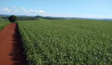 Sítio a Venda  área total de 3,75 Alqueires  100 % mecanizável   Assaí PR