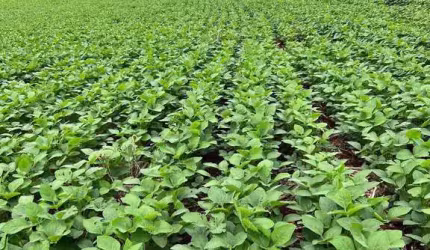 Oportunidade para Venda ,sítio de 20,5 Alqueires ,plantando 15 Apucarana PR