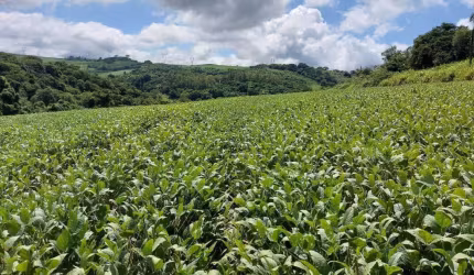 Sitio a venda área de 6 Alqueires   com benfeitorias   10 Km de londrina .