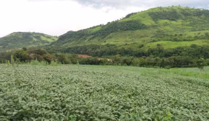 Fazenda para Pecuária a Venda  área total 188 Alqueires  PR