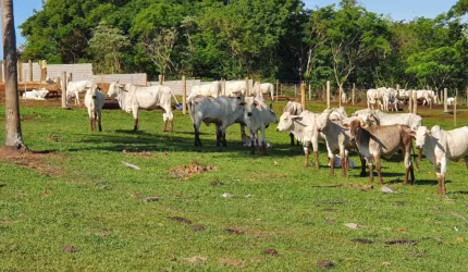 Sitio a Venda   com área total de 4 Alqueires região de Rio Bom   Apucarana