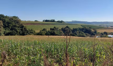 Sitio a Venda  área  de 5,9 Alqueires   plantando 4 Alqueires  Sertanópolis